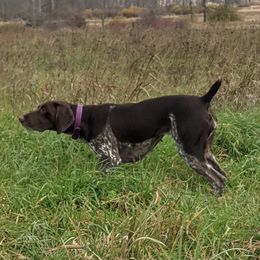 cookie  - German Shorthaired Pointer