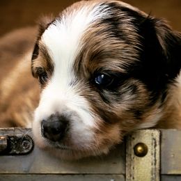Border Collie Puppies from Butterfield Farms Border Collies