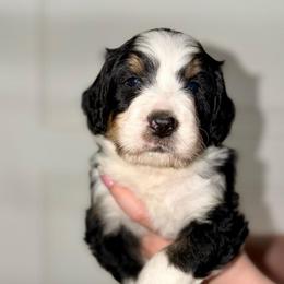 Bamboo - Tri-color male Bernedoodle puppy in Beecher, Illinois from Erica’s Doodles