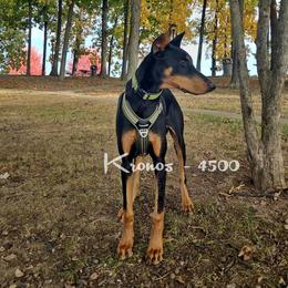 Kronos 4500 - Black and rust male Doberman Pinscher puppy in Aurora, Indiana from Double-Take Doberman Kennels