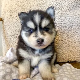 Lennon - Black and white male Pomsky puppy in Mesa, Arizona from Platinum Pomskies