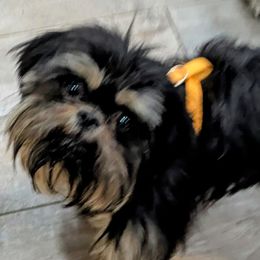 Sir Gandolf - Shih Tzu