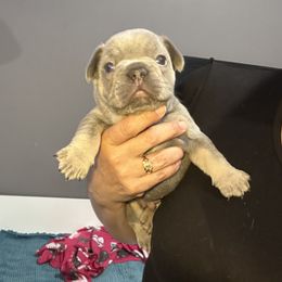 Blue - Blue male French Bulldog puppy in Bolingbrook, Illinois from Flores Frenchies