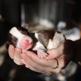 Billy - male Australian Mountain Doodle puppy in Redding, California from Farmstead Doodles