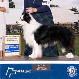 Border Collies from HarborMist