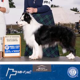 Border Collies from HarborMist