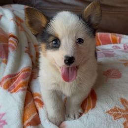 Aspen - Black and tan female American Corgi puppy in Graham, Texas from Wild West Corgis
