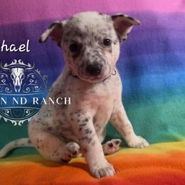 Michael - Blue male Australian Cattle Dog puppy in Silsbee, Texas from Rockin ND Ranch