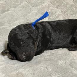 Bowie - Phantom male Poodle puppy in Travelers Rest, South Carolina from Cotton Top