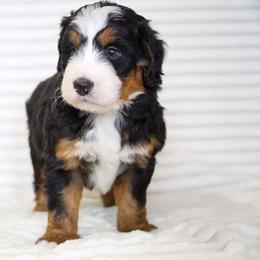 Beau - Tri-color male Bernedoodle puppy in Spencerville, Indiana from Gentle Giant Bernedoodles