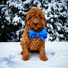 Blaze - Red  male Goldendoodle puppy in Swartz Creek, Michigan from Michigan Doodles