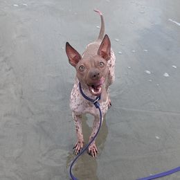 American Hairless Terrier All Grown Up from Distinct American Hairless Terriers