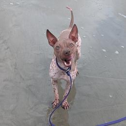 American Hairless Terrier All Grown Up from Distinct American Hairless Terriers