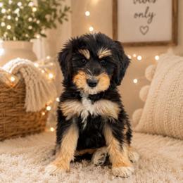 Brown Collar Boy - Tri-color male Bernedoodle puppy in Ogden, Utah from Salty Point Doodles