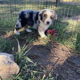 Australian Shepherd Puppies from 5280 Australian Shepherd