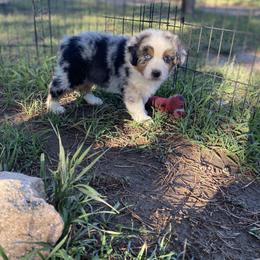 Australian Shepherd Puppies from 5280 Australian Shepherd