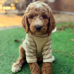 Atlas - Apricot male Goldendoodle puppy in Macclenny, Florida from Baker County Goldendoodles