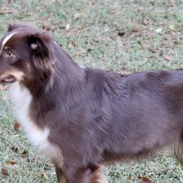 Miniature Australian Shepherds from Kay & Tay’s Mini Aussies