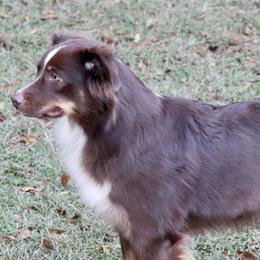 Miniature Australian Shepherds from Kay & Tay’s Mini Aussies