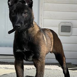 Belgian Malinois Puppies from Battle Road K9