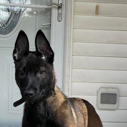 Belgian Malinois Puppies from Battle Road K9