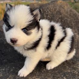 Nacho - Black and white male Pomsky puppy in Mc Minnville, Oregon from West Coast Pomskies
