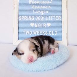 American Corgi and Pembroke Welsh Corgi Puppies from Whimsical Treasure Corgis