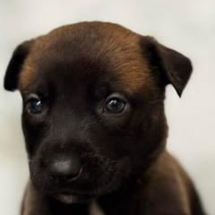 Comet - Tan female Working Dog Cross puppy in Clarksville, Tennessee from Vuurhart Herders