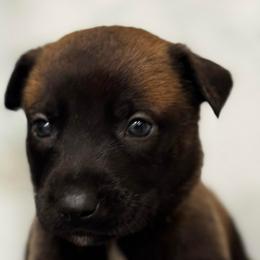 Comet - Tan female Working Dog Cross puppy in Clarksville, Tennessee from Vuurhart Herders