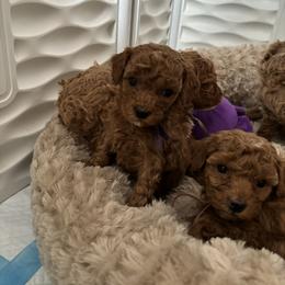 Poodle Puppies from Poodles 4 Life