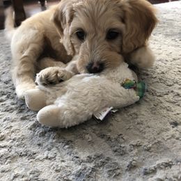 Sheepadoodle Puppies from Sarah Pearl’s Mini Sheepadoodles