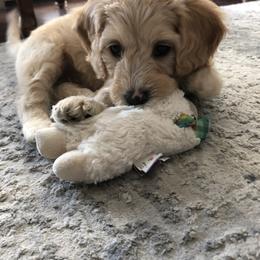 Sheepadoodle Puppies from Sarah Pearl’s Mini Sheepadoodles