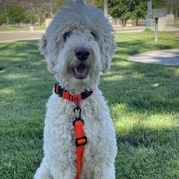 Goldendoodle puppies from Golden Liberty Doodles