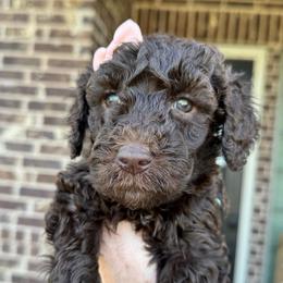 Encore - Chocolate female Goldendoodle puppy in Mc Kinney, Texas from Flair Doodles