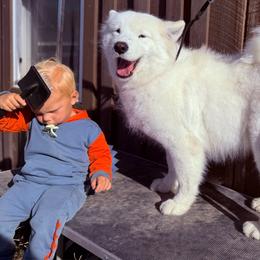 Tess - Samoyed