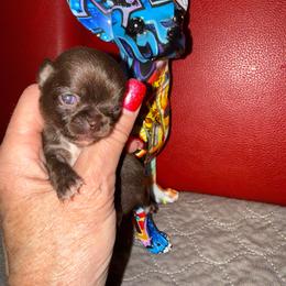 Neptune - Chocolate and white male Chihuahua puppy in Dime Box, Texas from Color Me Crazy Chihuahuas