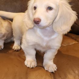 Dachshund Puppies from Destiny's Dachshunds