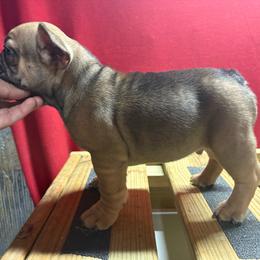 Hagrid - Fawn male French Bulldog puppy in Eunice, Louisiana from 4J's Cajun Kennels