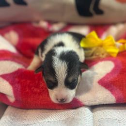 Waffle - Black and tan female Pembroke Welsh Corgi puppy in Saint George, South Carolina from Carolina cotton candy corgis
