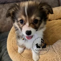 Tillie - Sable female Pembroke Welsh Corgi puppy in Casper, Wyoming from Flying Note Shorties