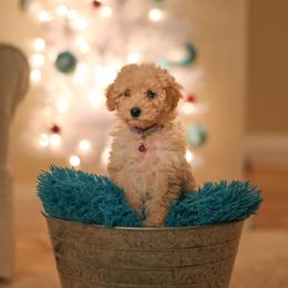 Goldendoodle Puppies from Timberland Falls Goldendoodles