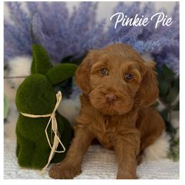 Pinkie Pie - Apricot female Australian Labradoodle puppy in Gladstone, Oregon from Beaver State Labradoodles