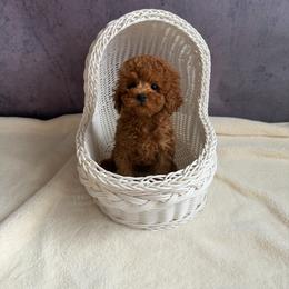 Pippa(AKC) - Red  female Poodle puppy in Moreno Valley, California from Yanni's Poodle