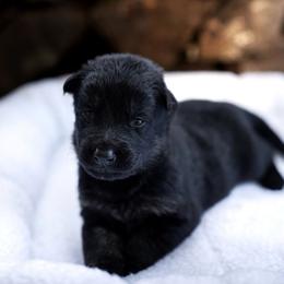 Dori - Black and tan female German Shepherd puppy in Youngsville, North Carolina from Di casa Esperanza