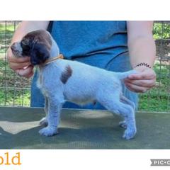 Gold - Liver and white male German Wirehaired Pointer puppy in Umatilla, Florida from Double D Picards and GWPs
