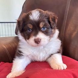 Alex - Red tri-color male Australian Shepherd puppy in Creston, California from Copper Sky Aussies of the Cental Coast