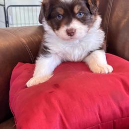 Alex - Red tri-color male Australian Shepherd puppy in Creston, California from Copper Sky Aussies of the Cental Coast