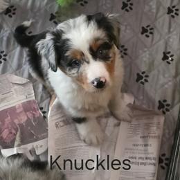 Australian Shepherd Puppies from Sharon's Australian Shepherds