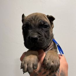 Male 2 - Fawn male Cane Corso puppy in Cashion, Oklahoma from APEXOK Cane Corsos LLC