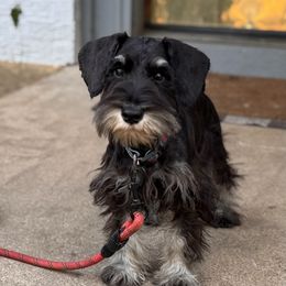 Buddy - Black and silver male Miniature Schnauzer puppy in Arlington, Texas from Blissful Standards